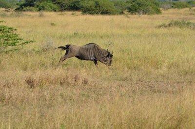 20120508082324Phinda00312.jpg