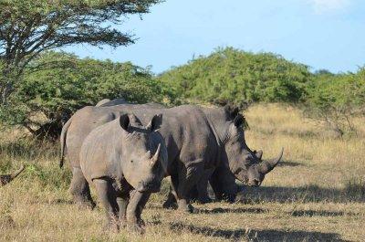 20120508083514Phinda00324.jpg