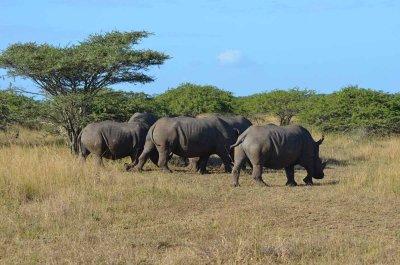 20120508083548Phinda00093.jpg