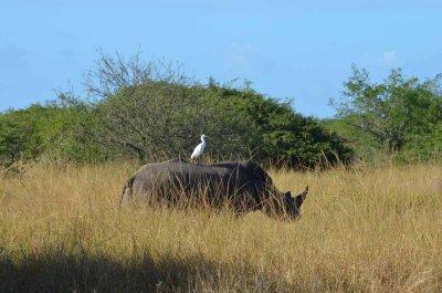 20120508083600Phinda00098.jpg