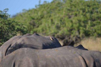 20120508083632Phinda00335.jpg