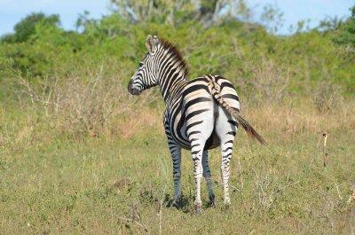 20120508090420Phinda00350.jpg