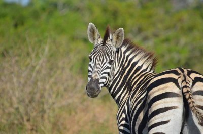 20120508090432Phinda00354.jpg