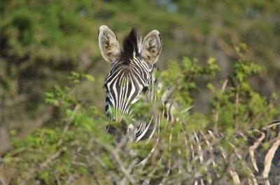 20120508090438Phinda00358.jpg