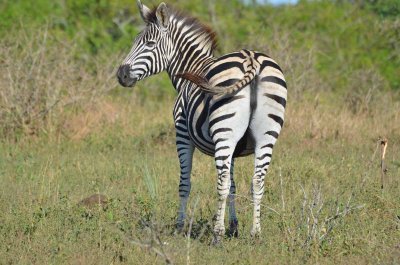 20120508090510Phinda00131.jpg