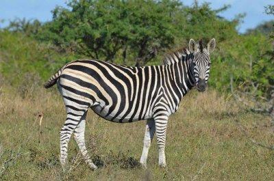20120508090532Phinda00135.jpg