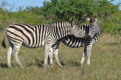 20120508090544Phinda00147.jpg