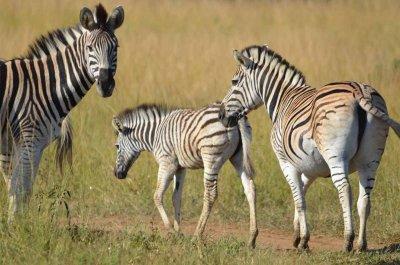 20120508091054Phinda00376.jpg