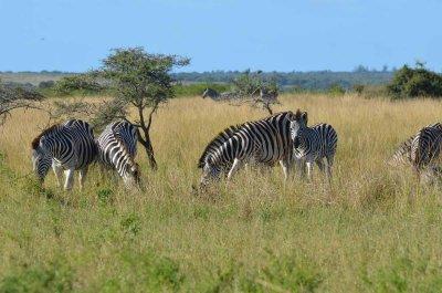 20120508091116Phinda00152.jpg