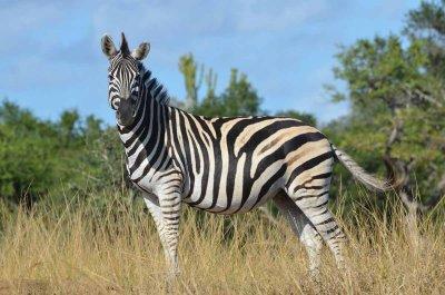 20120508091152Phinda00168.jpg