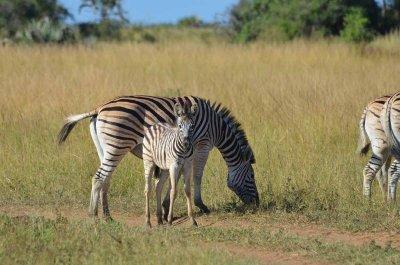 20120508091206Phinda00172.jpg