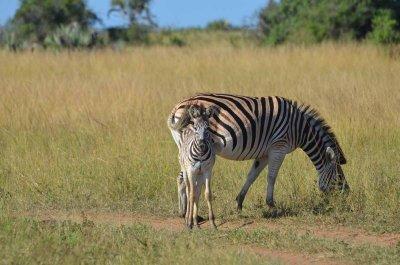 20120508091220Phinda00175.jpg