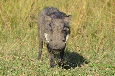 20120508091356Phinda00398.jpg