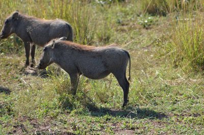 20120508091654Phinda00402.jpg