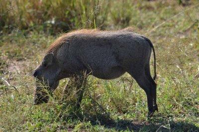 20120508091658Phinda00403.jpg