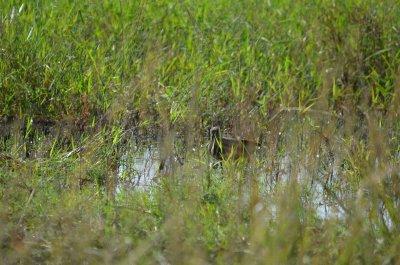 20120508092006Phinda00414.jpg