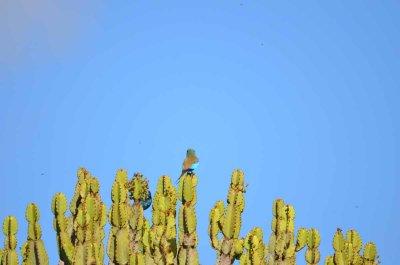 20120508092126Phinda00416.jpg