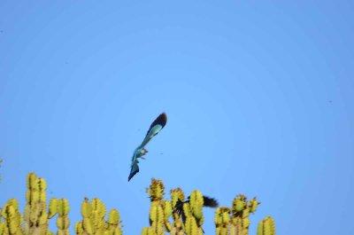 20120508092138Phinda00417.jpg