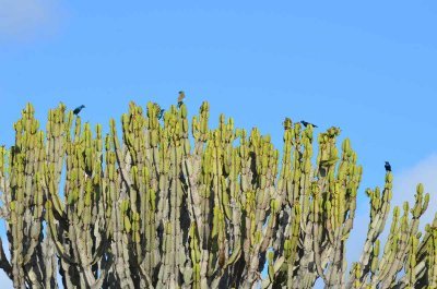 20120508092154Phinda00195.jpg