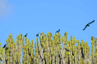 20120508092214Phinda00200.jpg