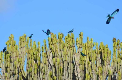 20120508092214Phinda00201.jpg