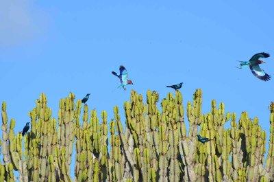 20120508092214Phinda00202.jpg