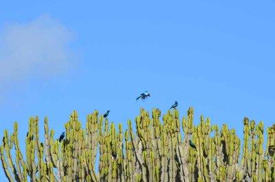 20120508092216Phinda00203.jpg