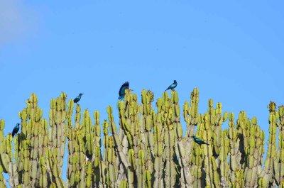 20120508092216Phinda00205.jpg