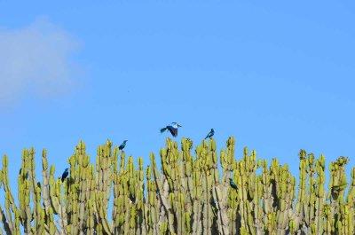 20120508092218Phinda00206.jpg