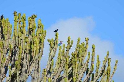 20120508092232Phinda00215.jpg