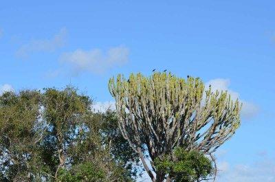 20120508092240Phinda00216.jpg