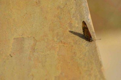 20120508123924Phinda00478.jpg