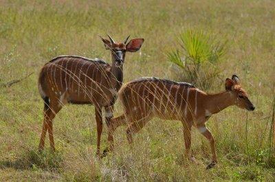 20120508123952Phinda00479.jpg