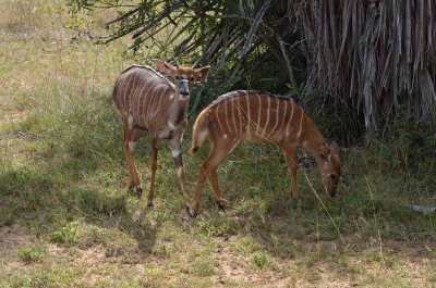 20120508124006Phinda00483.jpg