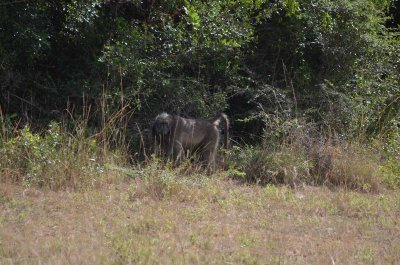 20120508124842Phinda00519.jpg