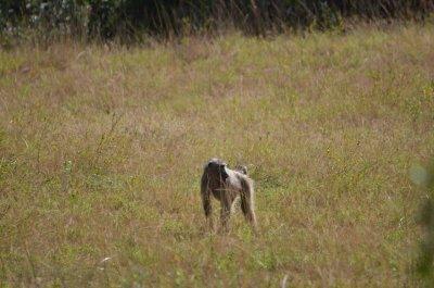 20120508124948Phinda00526.jpg