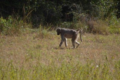 20120508125016Phinda00529.jpg