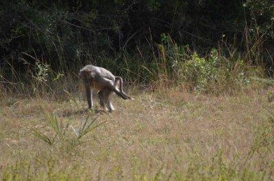 20120508125032Phinda00537.jpg
