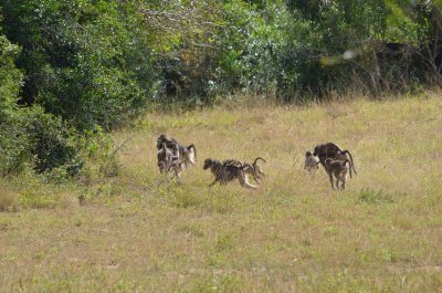 20120508125200Phinda00548.jpg