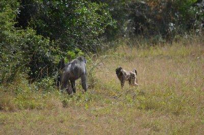 20120508125224Phinda00554.jpg