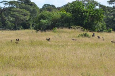 20120508125426Phinda00570.jpg