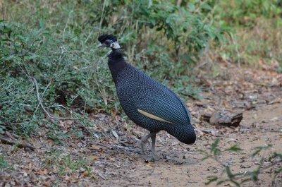 20120508145106Phinda00497.jpg