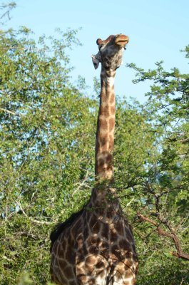 20120508153342Phinda00586.jpg