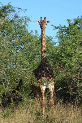20120508153400Phinda00508.jpg