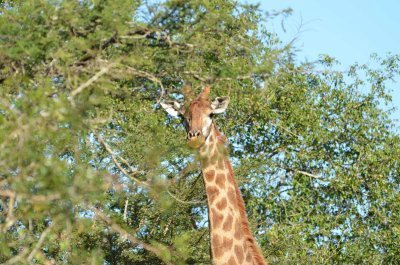 20120508153422Phinda00587.jpg