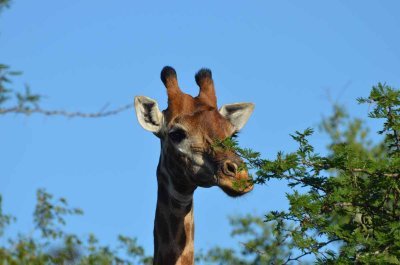 20120508153426Phinda00514.jpg