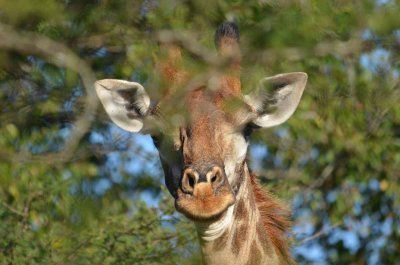 20120508153430Phinda00589.jpg