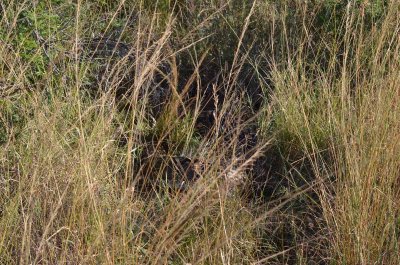 20120508153828Phinda00526.jpg