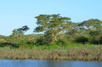 20120508155502Phinda00540.jpg