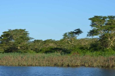 20120508155510Phinda00542.jpg